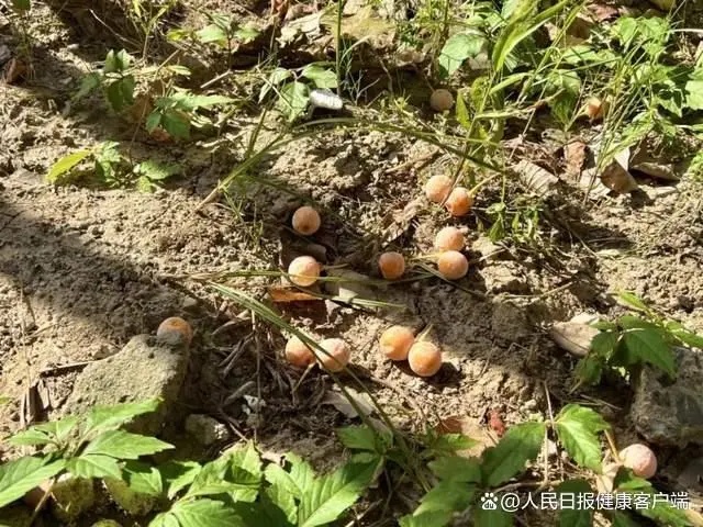 误食可能中毒!这些路边的野果你不要采 误食可能中毒!这些路边的野果你不要采