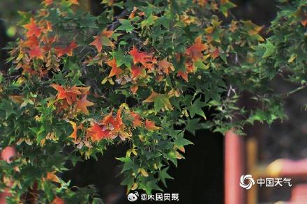 绿色→黄色→红色北京香山枫叶开启渐变模式