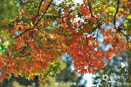 绿色→黄色→红色 北京香山枫叶最佳观赏期将至