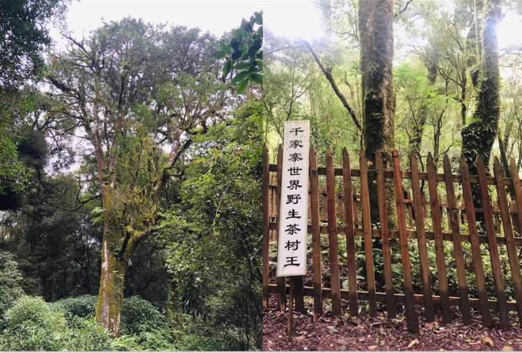 突然爆红的哀牢山究竟什么样？这些上海市民曾去过