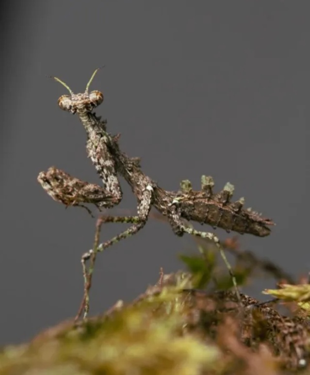 伪装能力超强!秦岭又双叒发现新物种→ 伪装能力超强!秦岭又双叒发现新物种→