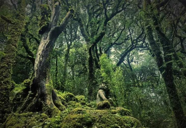 突然爆红的哀牢山究竟什么样？这些上海市民曾去过