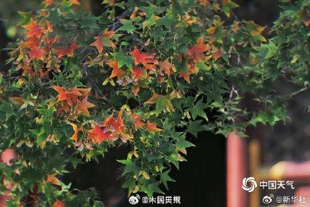 绿色→黄色→红色 北京香山枫叶最佳观赏期将至