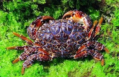 擅自捕食癞蛤蟆，文昌3村民中毒，其中1人死亡