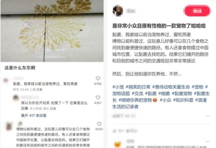 突然火了！年轻人扎堆养……网友：这也能养?