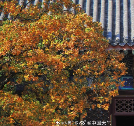 绿色→黄色→红色北京香山枫叶开启渐变模式