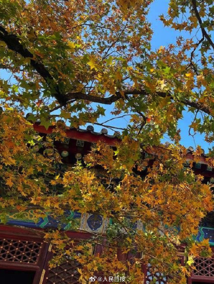 绿色→黄色→红色北京香山枫叶开启渐变模式