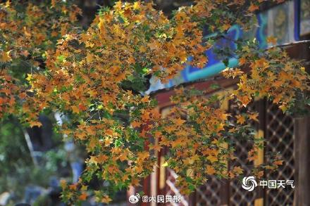 绿色→黄色→红色北京香山枫叶开启渐变模式