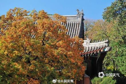 绿色→黄色→红色北京香山枫叶开启渐变模式