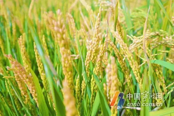 9月宁波天气破多项纪录，10月气温开启“过山车”模式