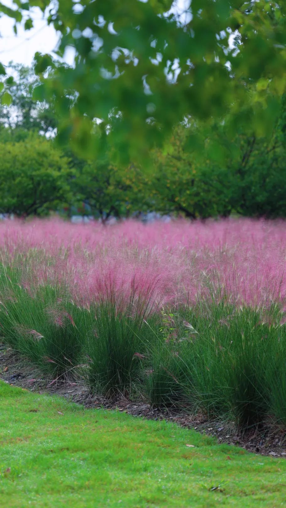 “粉色浪漫”已上线申城!粉黛乱子草这些地方可打卡→ “粉色浪漫”已上线申城!粉黛乱子草这些地方可打卡→