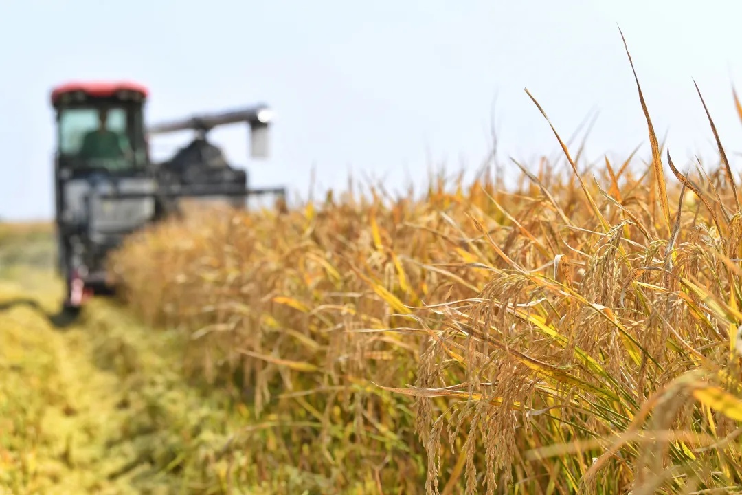 今天,看希望的田野上…… 今天,看希望的田野上……