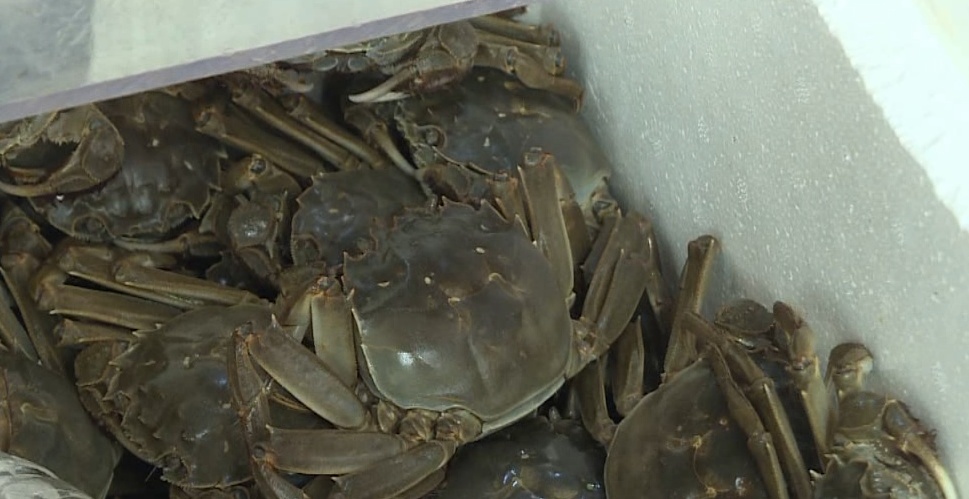 价格大跳水!低至8元一只,“接下来还可能降” 价格大跳水!低至8元一只,“接下来还可能降”