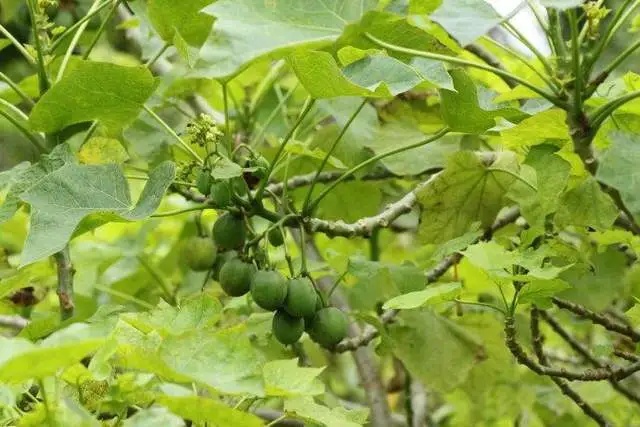 品尝“野味”中毒事件频发，这些有毒动植物要当心→