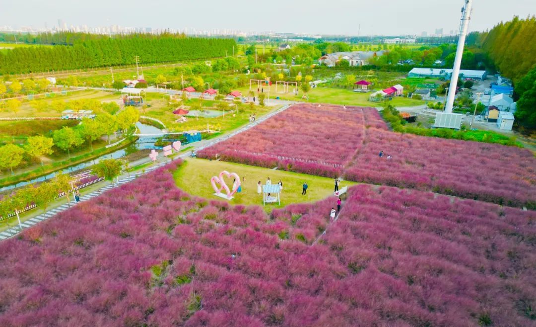 “粉色浪漫”已上线申城!粉黛乱子草这些地方可打卡→ “粉色浪漫”已上线申城!粉黛乱子草这些地方可打卡→
