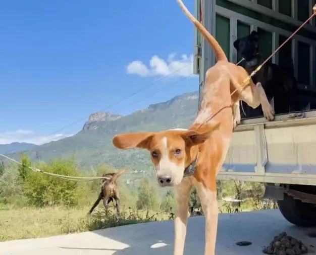 花20万只捕到5头野猪？当事人发声：已经开始上手了