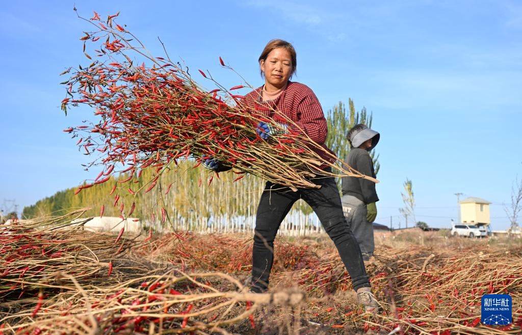 内蒙古河套地区秋收进入尾声 内蒙古河套地区秋收进入尾声