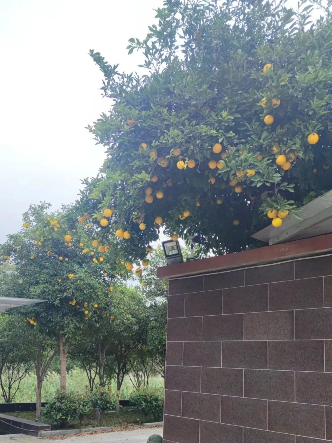 不要吃！不要捡！近期正大量出现