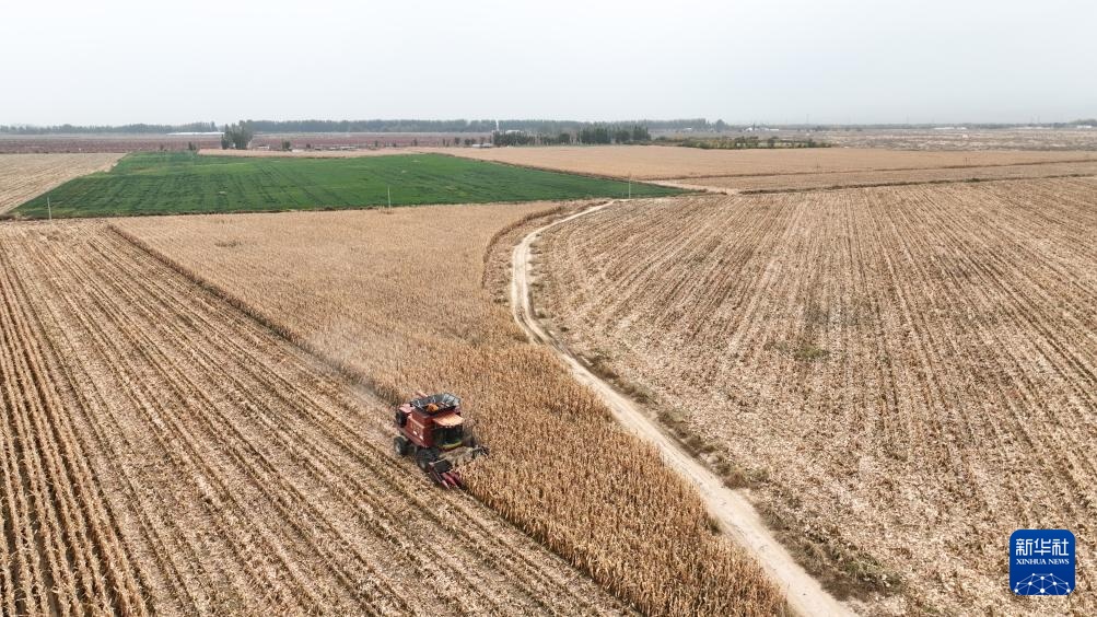 内蒙古河套地区秋收进入尾声 内蒙古河套地区秋收进入尾声