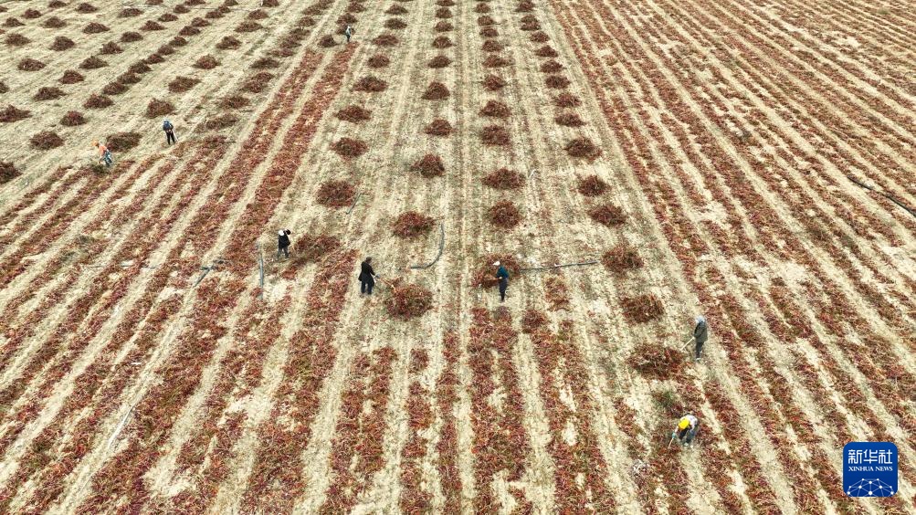 内蒙古河套地区秋收进入尾声 内蒙古河套地区秋收进入尾声