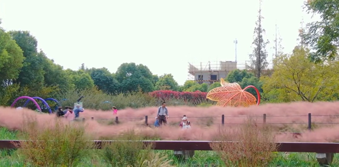 “粉色浪漫”已上线申城!粉黛乱子草这些地方可打卡→ “粉色浪漫”已上线申城!粉黛乱子草这些地方可打卡→