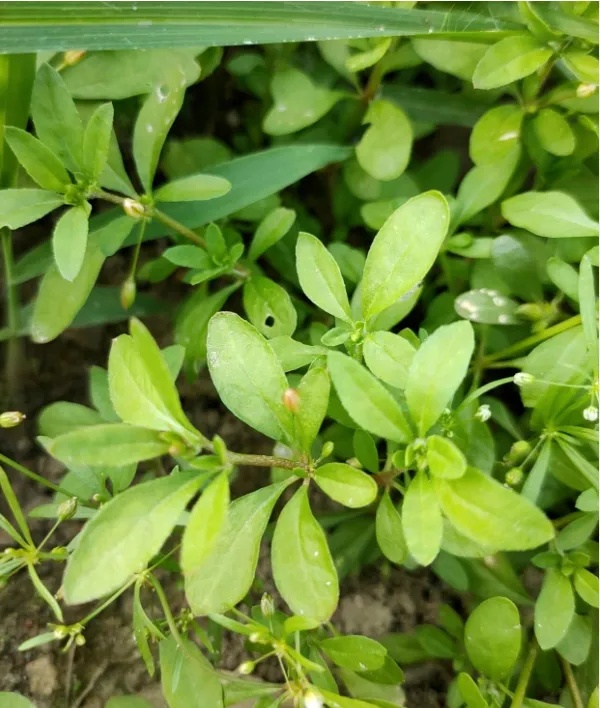 品尝“野味”中毒事件频发，这些有毒动植物要当心→