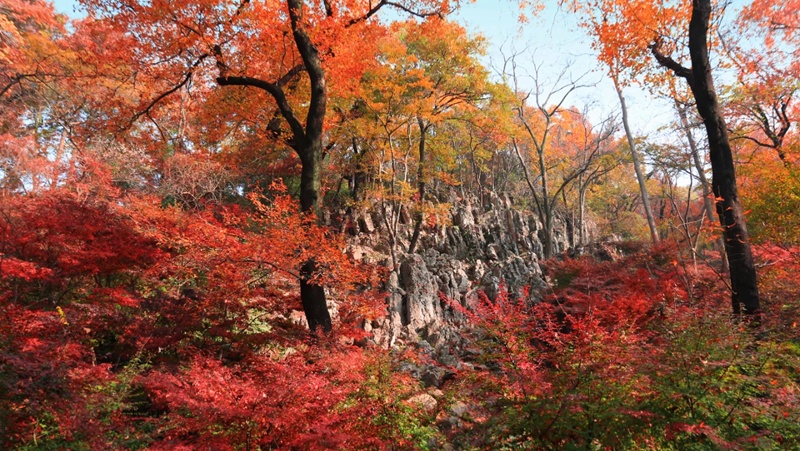 “剧本杀”游栖霞 第24届红枫艺术季即将红火“开戏”