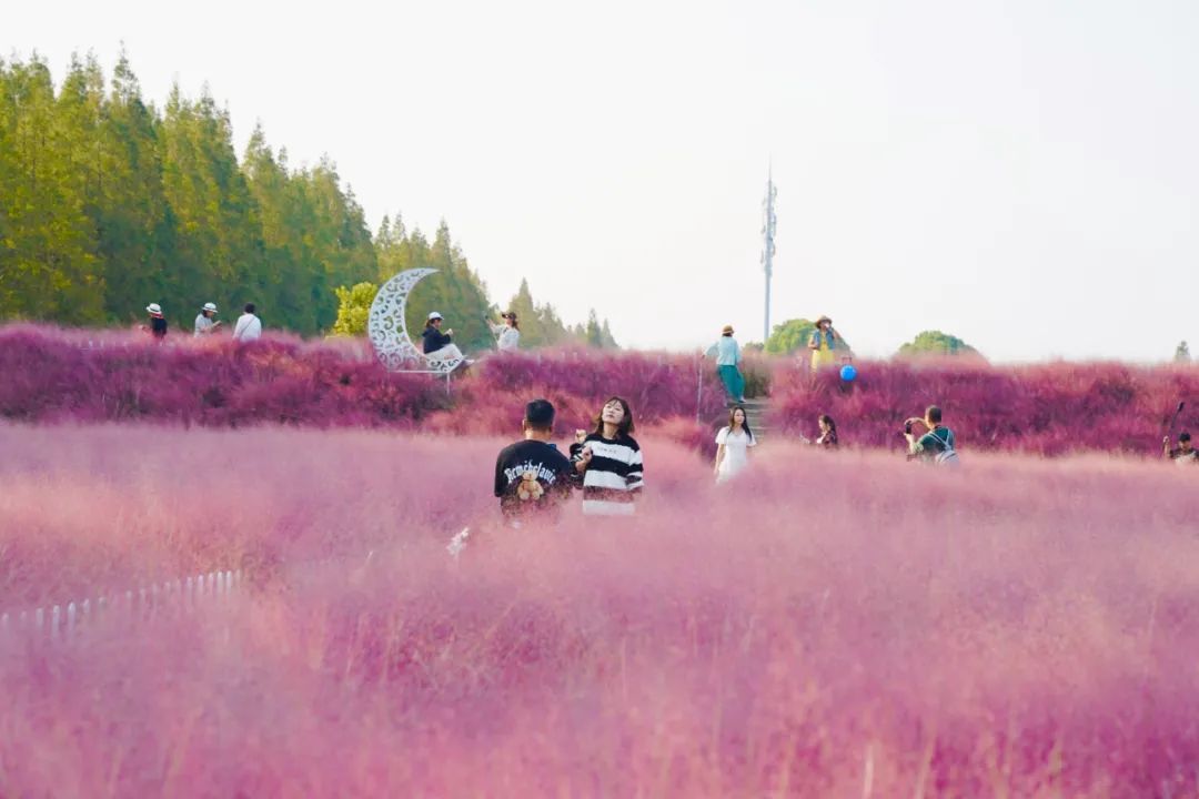 “粉色浪漫”已上线申城!粉黛乱子草这些地方可打卡→ “粉色浪漫”已上线申城!粉黛乱子草这些地方可打卡→