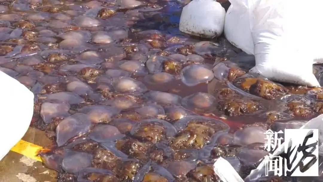 上海大量“泛滥”？此前已经焚毁上百吨！有人忍不了，结果悲剧...