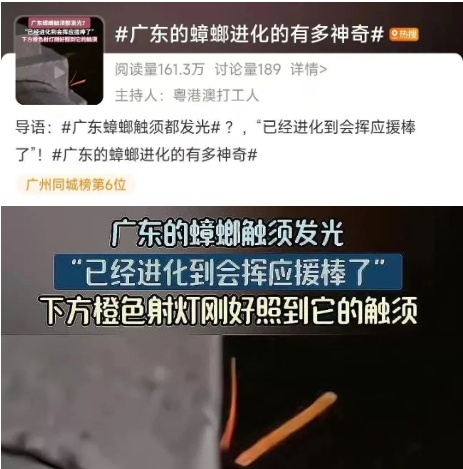 广东蟑螂已“进化”？疾控部门回应