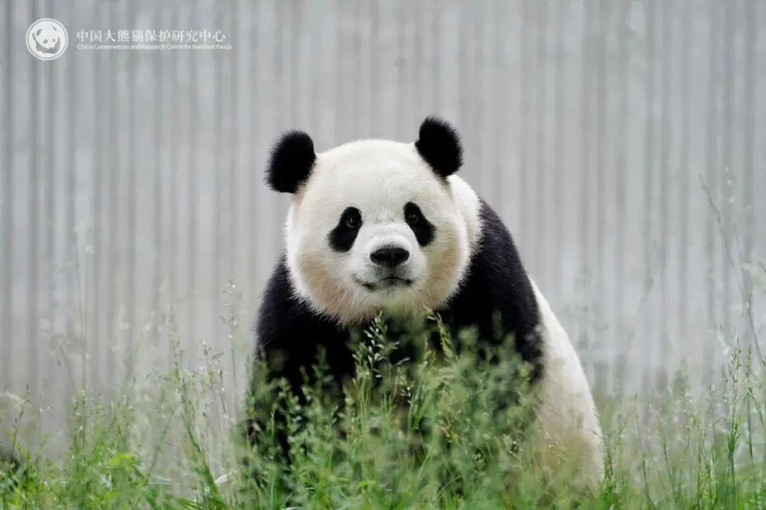 大熊猫“宝力”“青宝”开启10年旅美生活，中方专家将在美陪伴