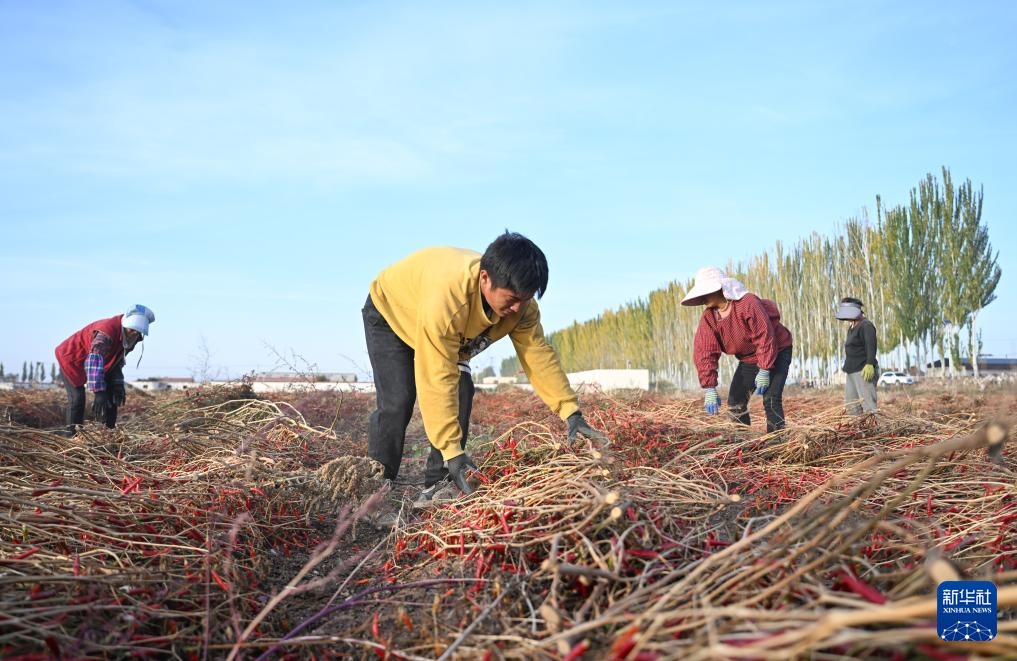 内蒙古河套地区秋收进入尾声 内蒙古河套地区秋收进入尾声