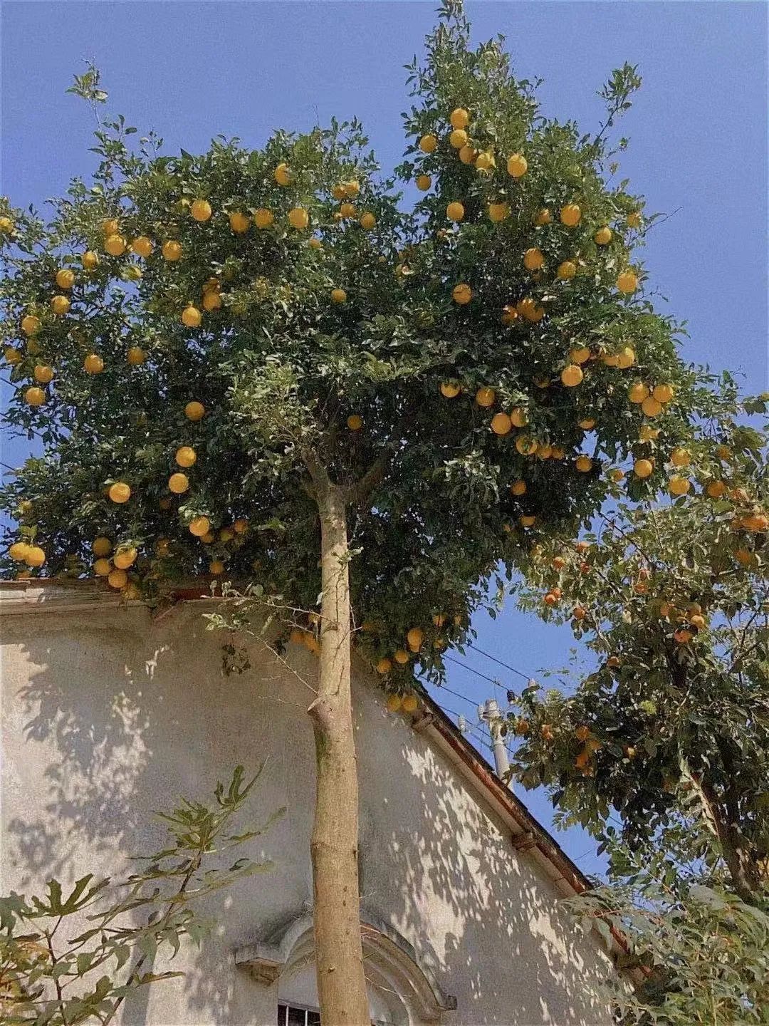 不要吃！不要捡！近期这种果子正大量出现→