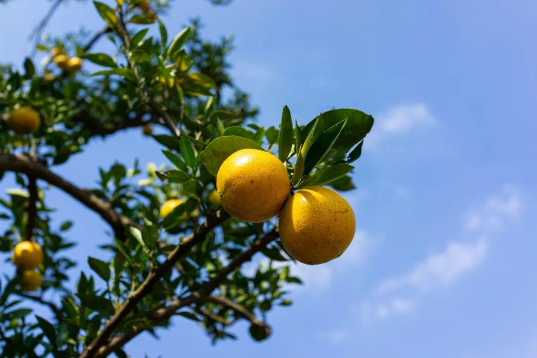 不要吃！不要捡！近期这种果子正大量出现→