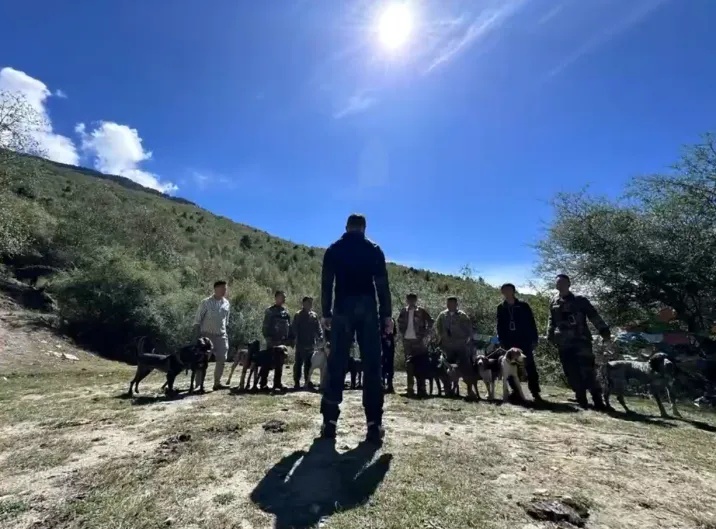 花20万只捕到5头野猪？当事人发声：已经开始上手了