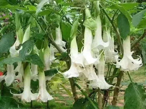 品尝“野味”中毒事件频发，这些有毒动植物要当心→