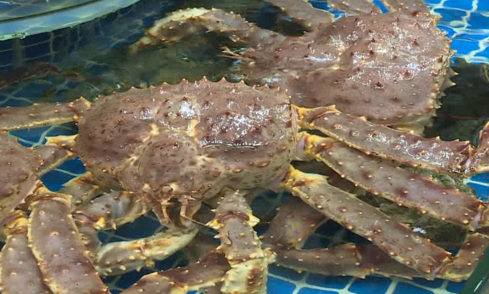 价格大跳水!低至8元一只,“接下来还可能降” 价格大跳水!低至8元一只,“接下来还可能降”