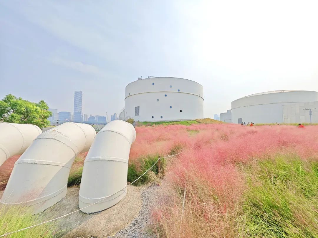 “粉色浪漫”已上线申城!粉黛乱子草这些地方可打卡→ “粉色浪漫”已上线申城!粉黛乱子草这些地方可打卡→