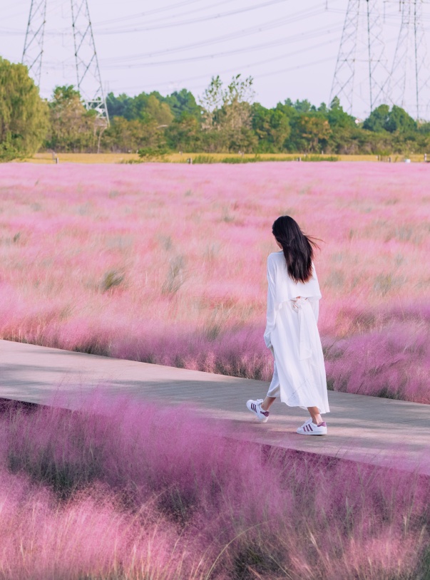 “粉色浪漫”已上线申城!粉黛乱子草这些地方可打卡→ “粉色浪漫”已上线申城!粉黛乱子草这些地方可打卡→
