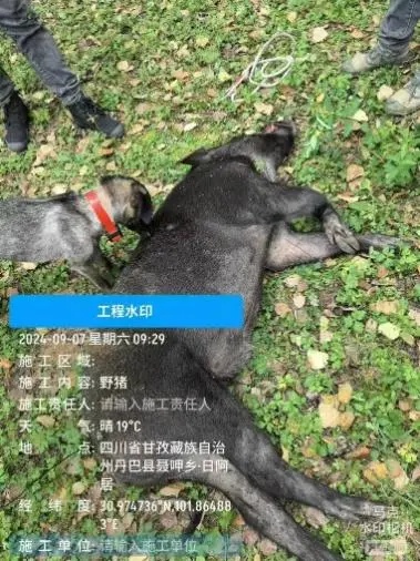 花20万只捕到5头野猪？当事人发声：已经开始上手了