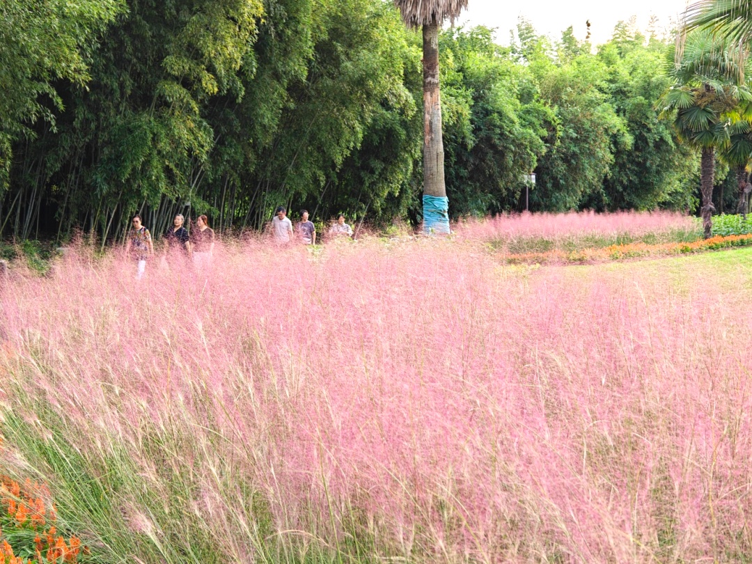 “粉色浪漫”已上线申城!粉黛乱子草这些地方可打卡→ “粉色浪漫”已上线申城!粉黛乱子草这些地方可打卡→