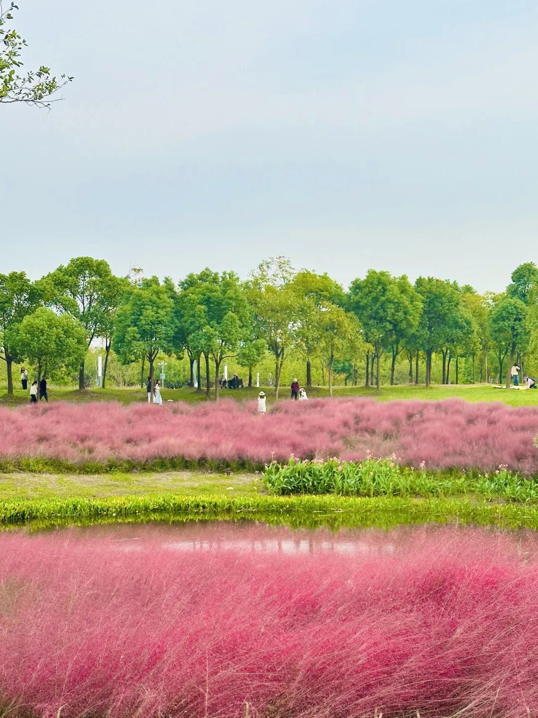 “粉色浪漫”已上线申城!粉黛乱子草这些地方可打卡→ “粉色浪漫”已上线申城!粉黛乱子草这些地方可打卡→