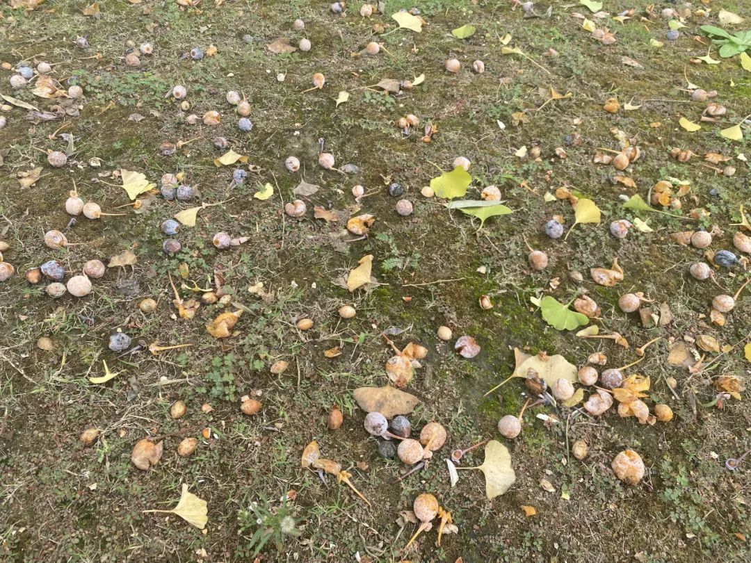 不要吃！不要捡！近期这种果子正大量出现→
