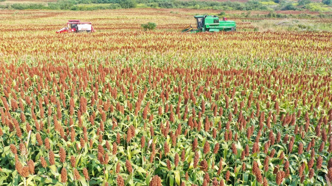 今天,看希望的田野上…… 今天,看希望的田野上……