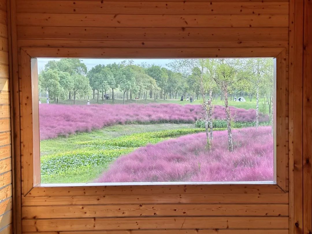 “粉色浪漫”已上线申城!粉黛乱子草这些地方可打卡→ “粉色浪漫”已上线申城!粉黛乱子草这些地方可打卡→