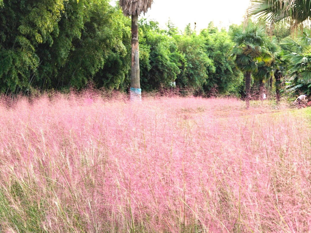 “粉色浪漫”已上线申城!粉黛乱子草这些地方可打卡→ “粉色浪漫”已上线申城!粉黛乱子草这些地方可打卡→