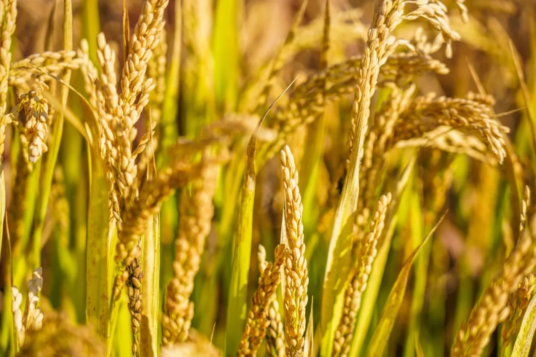 今天,看希望的田野上…… 今天,看希望的田野上……