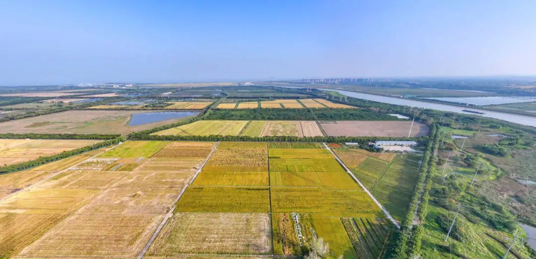 今天,看希望的田野上…… 今天,看希望的田野上……