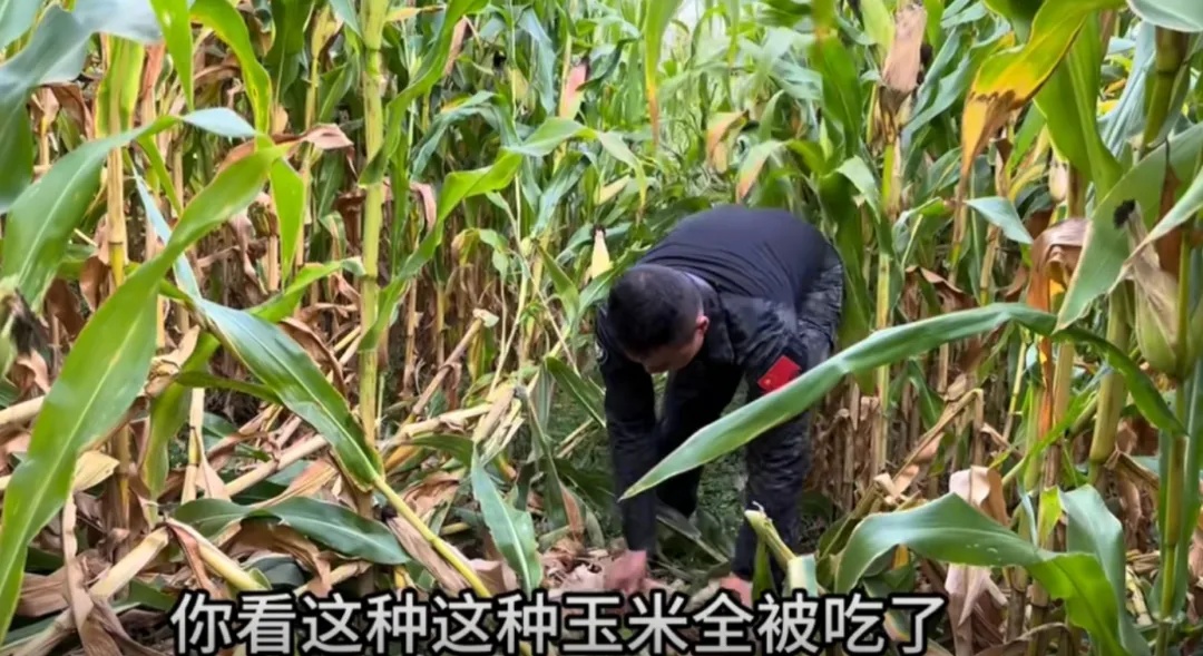 花20万只捕到5头野猪？当事人发声：已经开始上手了