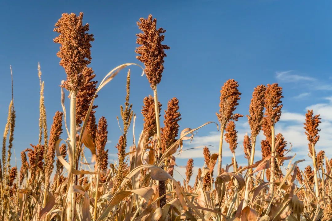 今天,看希望的田野上…… 今天,看希望的田野上……